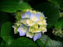 test image