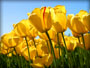 test image